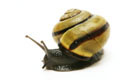 Cepaea nemoralis Czech Republic adult